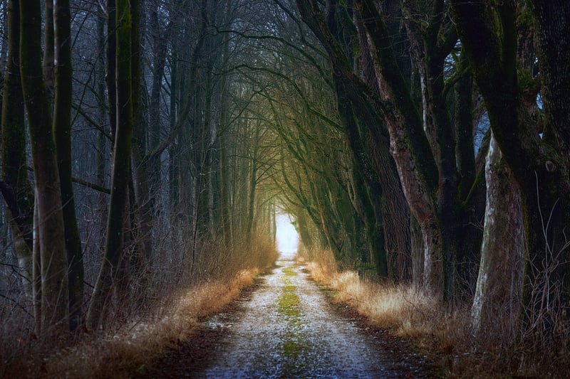 Goblin Forest